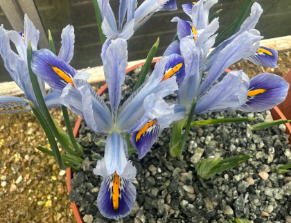 Iris reticulata 'Angela'